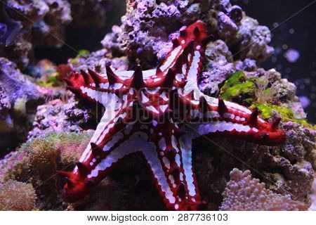Red Knob Sea Star - (protoreaster Linckii)