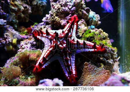 Red Knob Sea Star - (protoreaster Linckii)