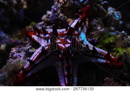 Red Knob Sea Star - (protoreaster Linckii)