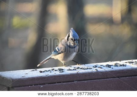 Blue Jay Animal Bird Perched On A Backyard Deck Porch Eating Birdseed In Winter Illuminated In The S