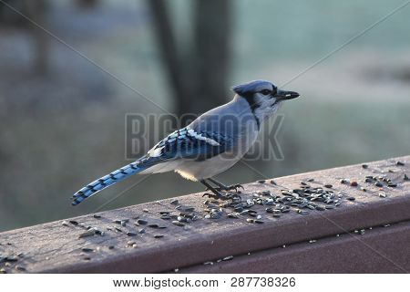 Blue Jay Animal Bird Perched On A Backyard Deck Porch Eating Birdseed In Winter Illuminated In The S