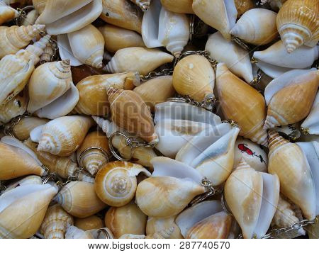 Key Chains Made Of Clam Shells. Key Chains Made Of Clam Shells