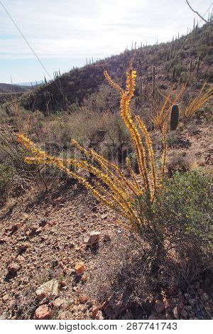 Ocotillo, Fouquieria Splendens, And Assorted Other Cacti On The King Canyon Trail In Saguaro Nationa