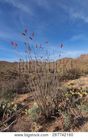 Ocotillo, Fouquieria Splendens, And Assorted Other Cacti On The King Canyon Trail In Saguaro Nationa