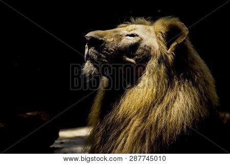 Lions Have Strong, Compact Bodies And Powerful Forelegs, Teeth And Jaws For Pulling Down And Killing