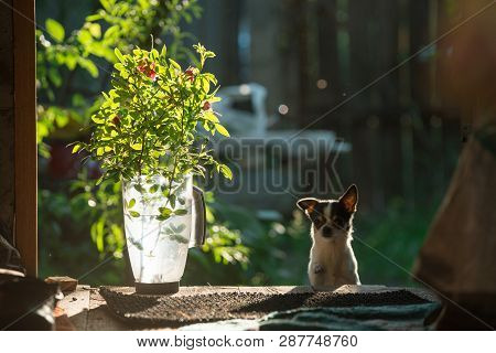 A Small And Funny Chihuahua Dog Looks Out Of The Door. On The Left Are Flowers In A Transparent Plas