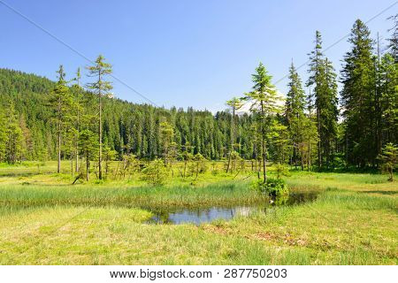 Moraine lake Grosser Arbersee in National park Bavarian forest. Germany.