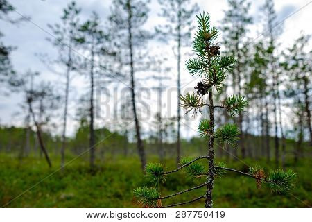 Pine In Swamp Landscape In Summer On Blurred Forest Bacjground