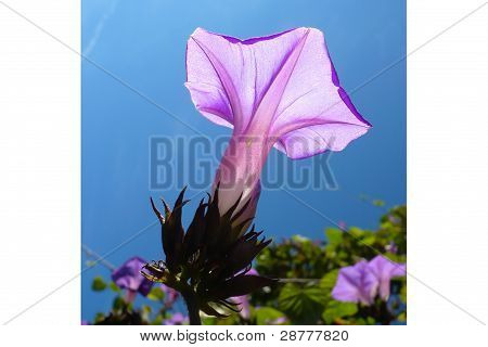 Solrige Calystegia