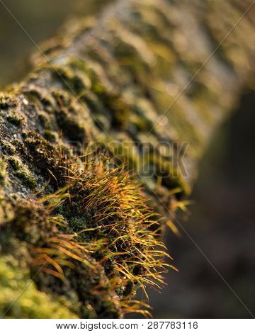 Moss Coverd Fence Closs Up Macro Texture