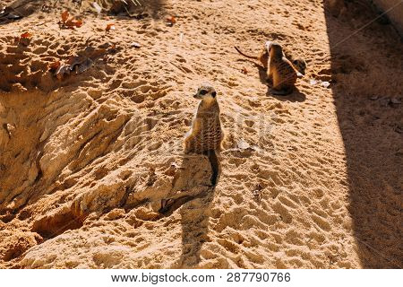 Funny Suricates Sittiing On Sunlight In Zoo, Barcelona, Spain