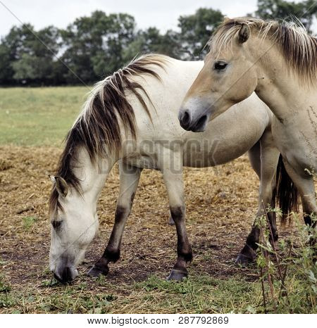 Two Horses Brown Colored Grazing In A Meadow