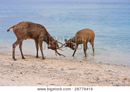 Dois cervos bunda chifres no Oceano