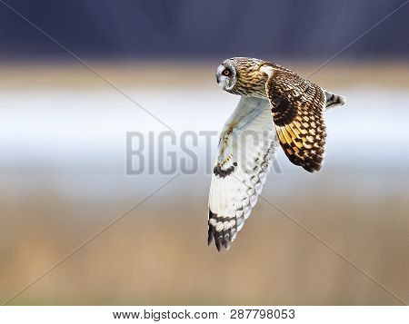 A Short-eared Owl In Flight Over A Field
