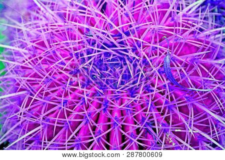 Core Of The Cactus Of Glochodia Is A Top View In Coral Tones.