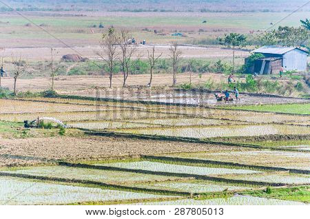 Landscape Of Indian Rice Fields With Workers.