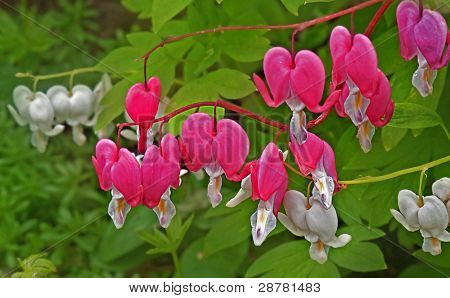 Dicentra Pink And White Bleeding Heart Flowers Macro