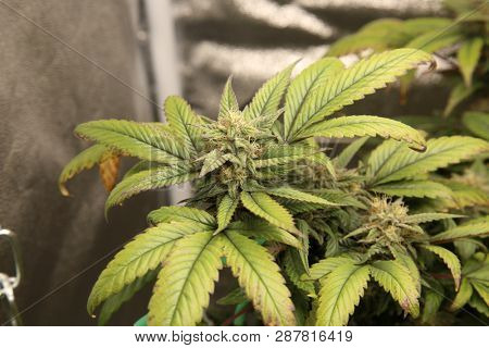 Marijuana Farming. Marijuana and Cannabis growing indoors. Marijuana Grow Tent with lights. Medical and Recreational Cannabis plants. 