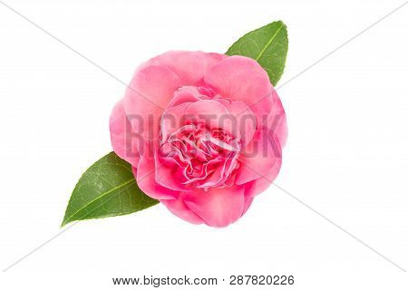 Red Camellia Flower Isolated On White Background. Camellia Sasanqua