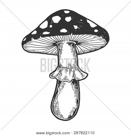 Amanita Mushroom Plant Engraving Sketch Vector Illustration. Scratch Board Style Imitation. Black An