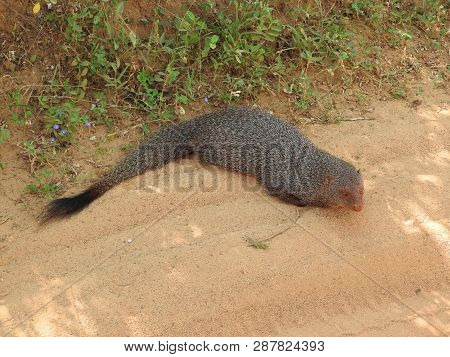 Mongoose, On The Island Of Sri Lanka. Close-up Portrait Of A Mongoose.