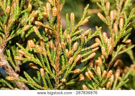 Closeup of Easter Red Cedar male cones, about to release pollen in winter