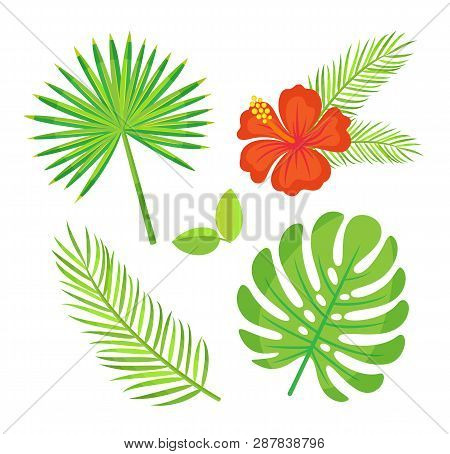 Exotic Plants Monstera Green Leaves Vector, Flower With Palm Tree Branch. Decoration In Tropical Sty