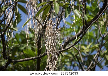 Brown Pods Of  Blackboard Tree