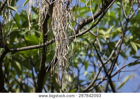 Brown Pods Of  Blackboard Tree