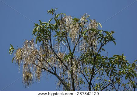Brown Pods Of  Blackboard Tree