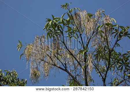 Brown Pods Of  Blackboard Tree