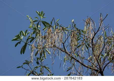 Brown Pods Of  Blackboard Tree