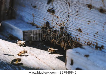 The Bees At Front Hive Entrance In Spring Close-up. Retro Vintage Look