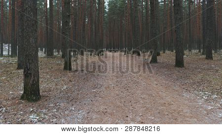 Road In The Pine Forest, Retro Vintage Look, 16x9