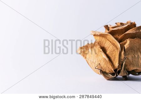 Old And Beautiful Dry White Rose On White Background, Retro - Vintage Look