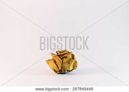 Old And Beautiful Dry White Rose On White Background, Retro - Vintage Look