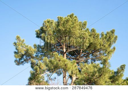 Shortleaf Pine On Sunny Day. Pinus Echinata