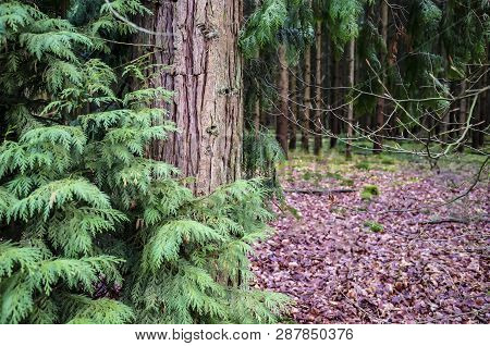Thuja Trunk With Red-brown Bark And Green Branches, Against The Background Of The Forest, Spring Clo