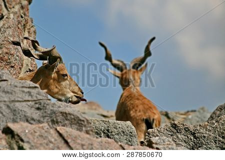 Markhor (capra Falconeri). The Name Of This Species Comes From The Shape Of Horns, Twisting Like A C