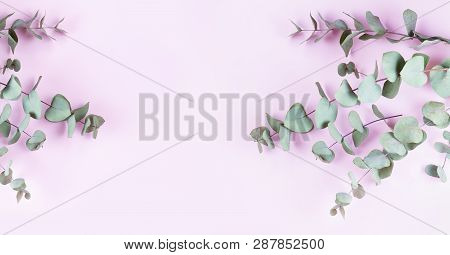 Green Floral Composition With Silver Eucalyptus On Pink Background. Healing Herbs For Cards, Wedding