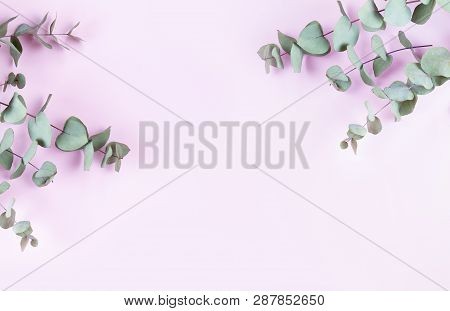 Green Floral Composition With Silver Eucalyptus On Pink Background With Copy Space. Healing Herbs Fo