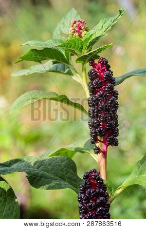 Phytolacca Americana, Pokeweed Berries. Garden Decoration Herbal Plant.