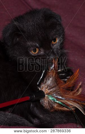 Solid Black Shiny Scottish-fold Kitty Looks Surprised With Its Large Round Yellow Eyes. Black Cat Is