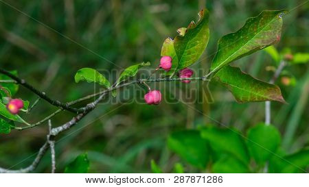 Riping Fruit On European Or Common Spindle, Euonymus Europaeus, Close-up With Bokeh, Selective Focus