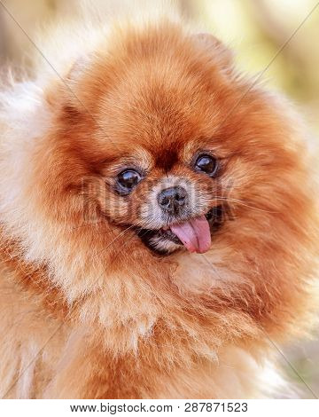 Cute Little Dog Orange Pomeranina Portrait, Closeup