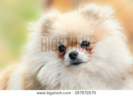 Cute Little Dog Pomeranian Portrait, Closeup, On The Green Background