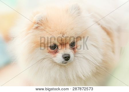 Cute Little Dog Pomeranian Portrait, Closeup, On The Green Background