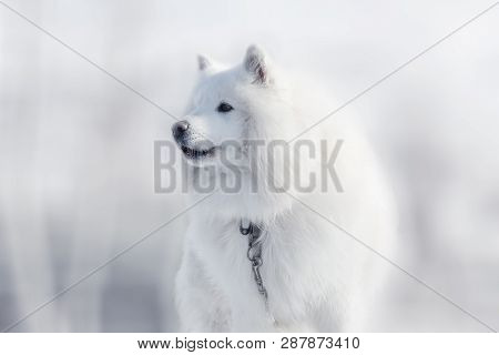 Portrait Of The White Dog Samoyed On The Blurred Winter Background