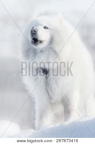 Winter Portrait Of Samoyed Dog On The White Background