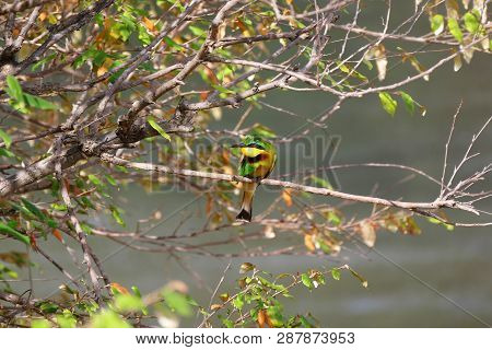 Colorful Bird Yellow, Black, Green And Blue On Branch Of Tree